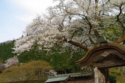 朝倉遺跡の桜