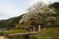 朝倉遺跡の桜