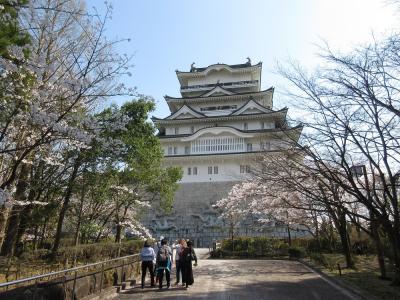 勝山城の桜