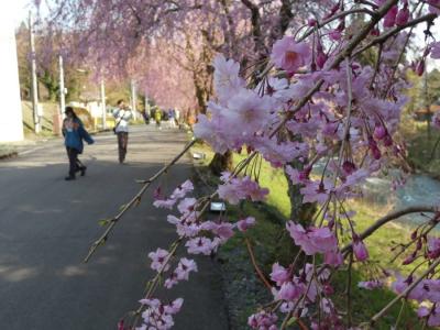 竹田の里　しだれ桜まつり