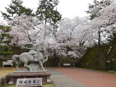 福井城址の桜