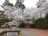福井城址の桜