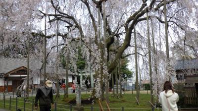 足羽神社の枝垂れ桜