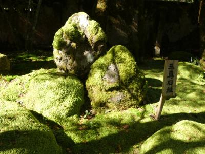 苔生した庭園②