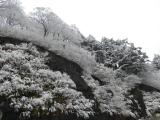 初雪の景色