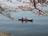 海津大崎の桜